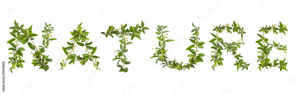 Alphabet creeper flower isolated on white background. Alphabet creeper flower isolated on white background.