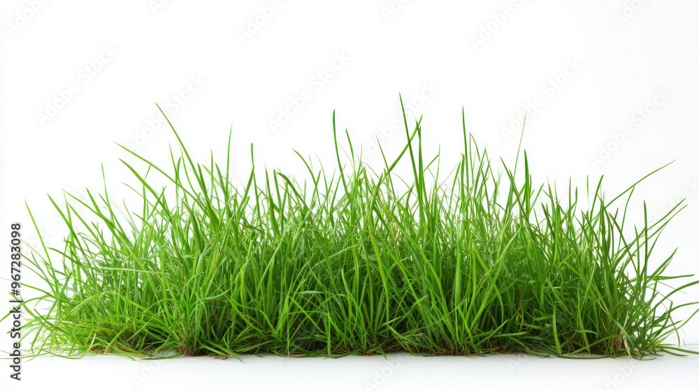 Fresh Green Grass Isolated on White Background Fresh Green Grass Isolated on White Background