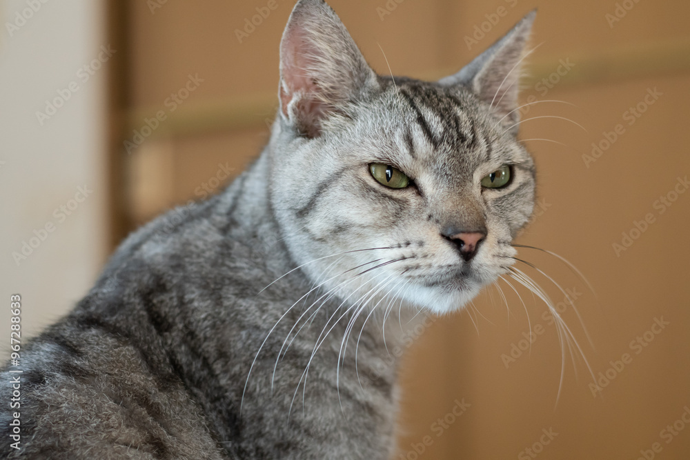 見つめる猫　サバトラ猫