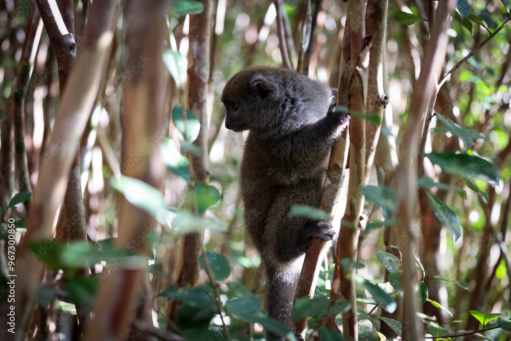 Fototapeta premium Bamboo lemur climbing a bamboo stalk in the lush forests of Madagascar during a sunny afternoon
