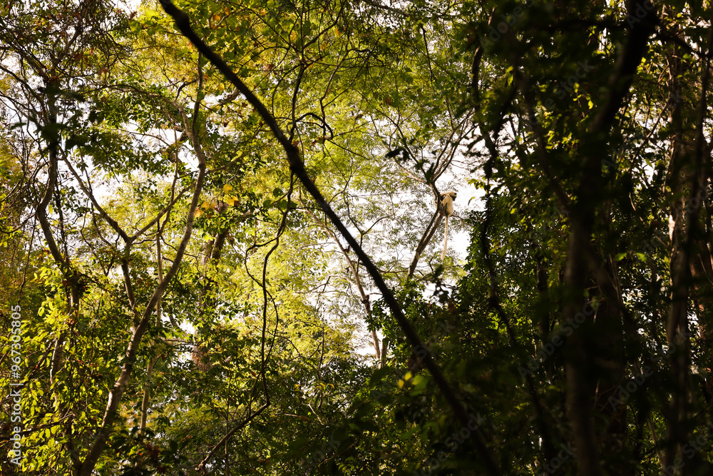 Lemurs playfully interacting among the lush trees of Madagascar during daylight hours Lemurs playfully interacting among the lush trees of Madagascar during daylight hours