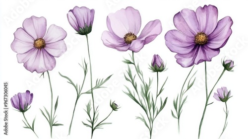 Watercolor Illustration set of Pink cosmos flowers on a white background,spring summer nature,Vibrant pink cosmos blooming,Children's card,banner,raindrops drawn by hand.