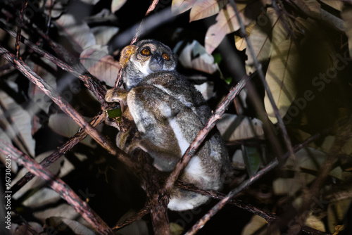 Wallpaper Mural Lemurs navigating the trees at night in Madagascar's lush forests showcasing their unique behavior Torontodigital.ca