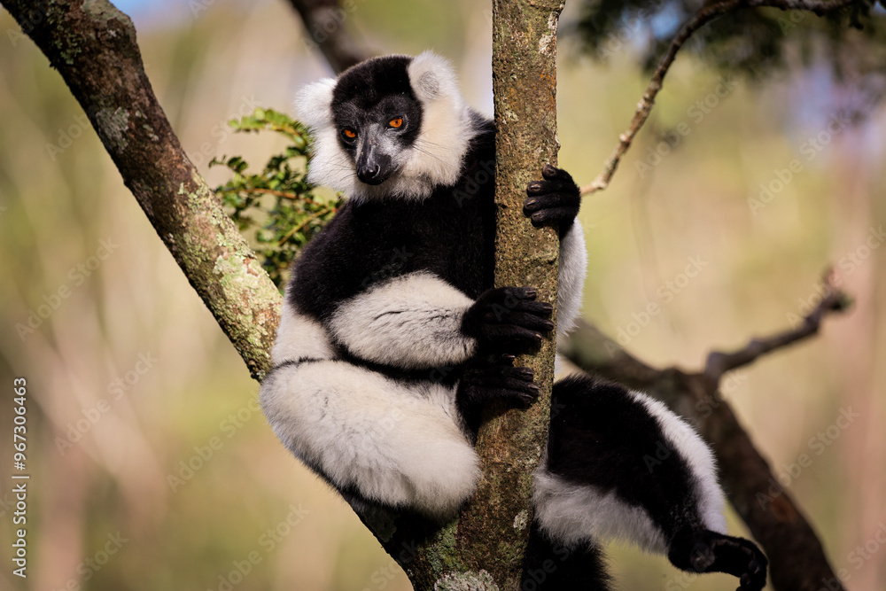 Obraz premium Colorful lemur clings to a tree branch in lush Madagascar during daylight hours