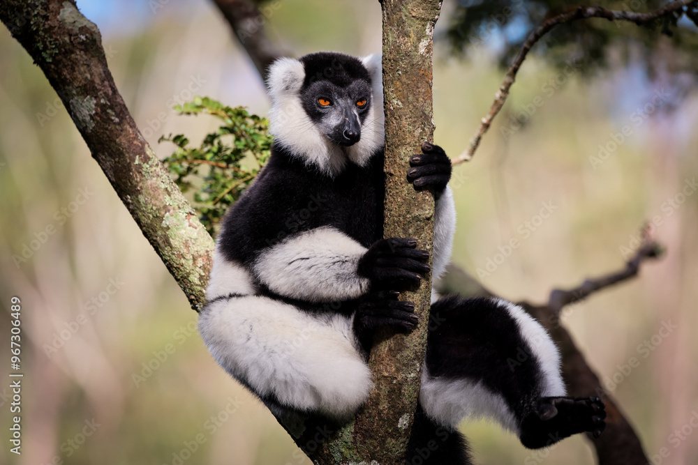 Obraz premium Lemurs relaxing in the trees of Madagascar during the warm afternoon sun, showcasing their playful nature and unique appearance