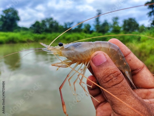 freshly harvested big freshwater prawn in hand in nice blur background