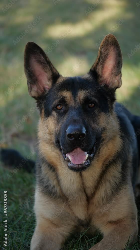 Purebred German Shepherd Dog Resting in Grass in Slow Motion. Summer Mood with Domestic Animal Playing Outdoors and Staring to the Camera Purebred German Shepherd Dog Resting in Grass in Slow Motion. Summer Mood with Domestic Animal Playing Outdoors and Staring to the Camera