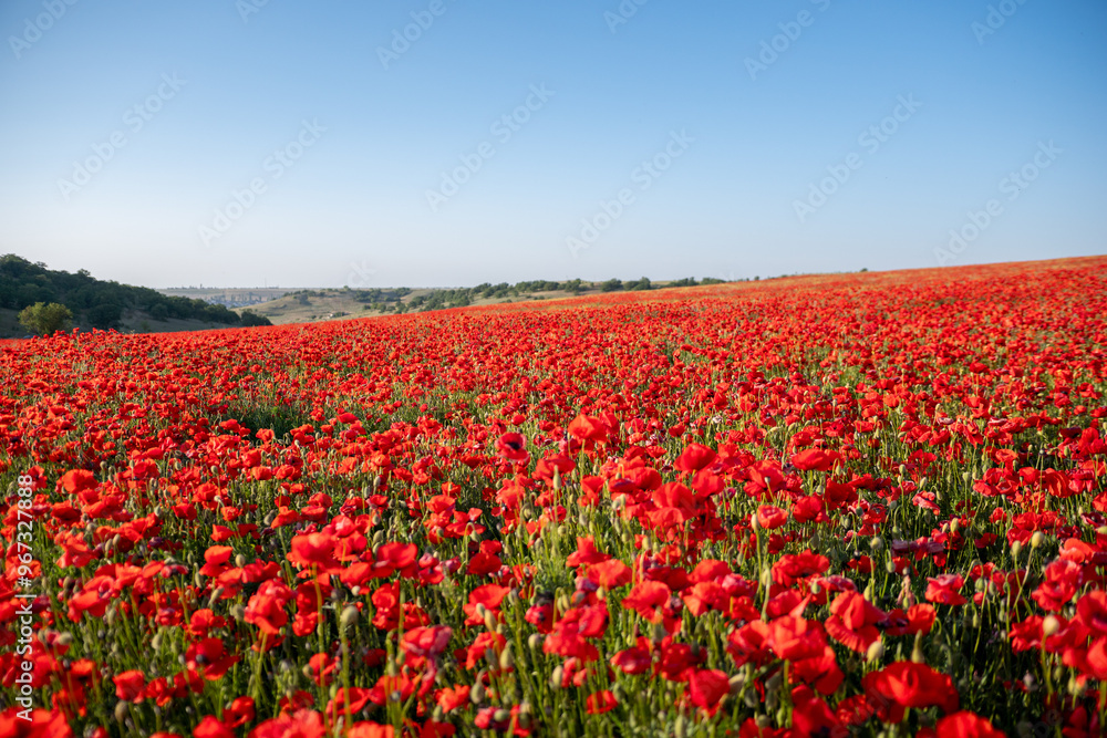 Poppies Field Landscape Spring Blooming Flowers Poppies Field Landscape Spring Blooming Flowers