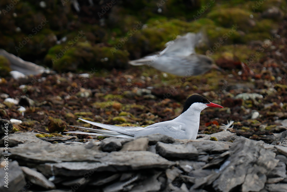 Fototapeta premium Arctic Tern at Bamsebu in Svalbard