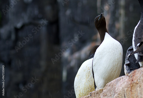 Colony of Brunnich Guillemot on the cliffs of Alkefjellet, Svalbard Islands photo