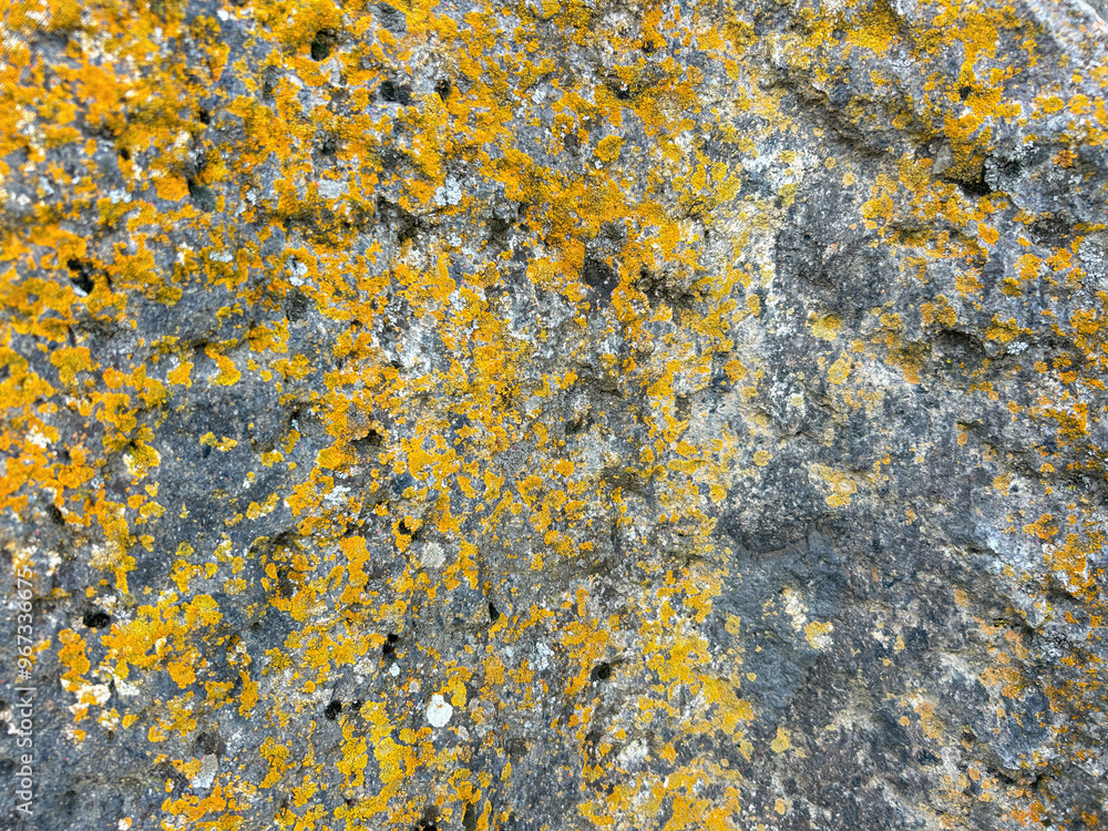Texture of stone with yellow moss . old rock texture Abstract background image. Texture of stone with yellow moss . old rock texture Abstract background image.