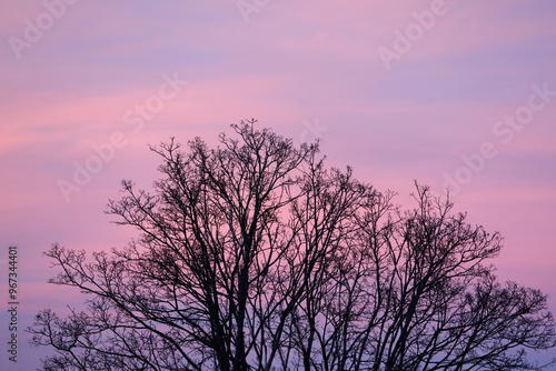 Sunset purple, pink, blue, with black tree silhouette, copyspace.