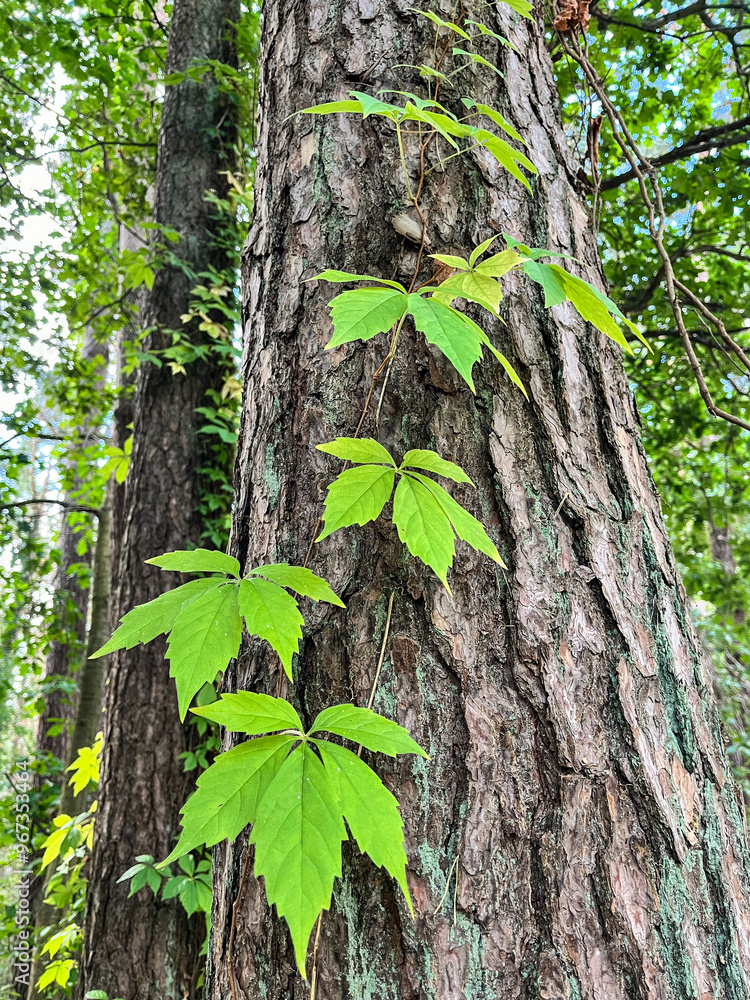 Naklejka premium Vine leaves / creeper climbing up an old tree with rough bark