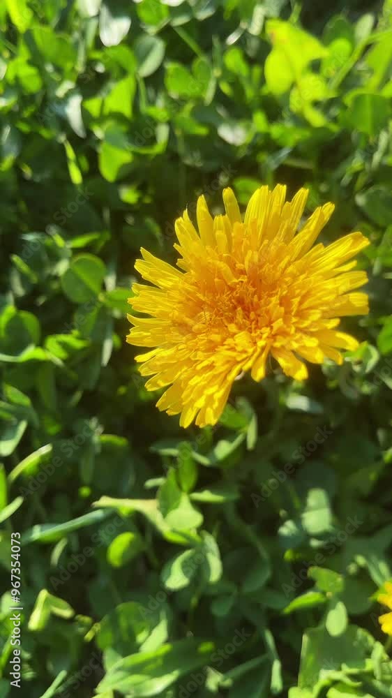 Vertical video of beautiful wild yellow flowers in spring or summer time at warm sunny day. Nature concept Vertical video of beautiful wild yellow flowers in spring or summer time at warm sunny day. Nature concept