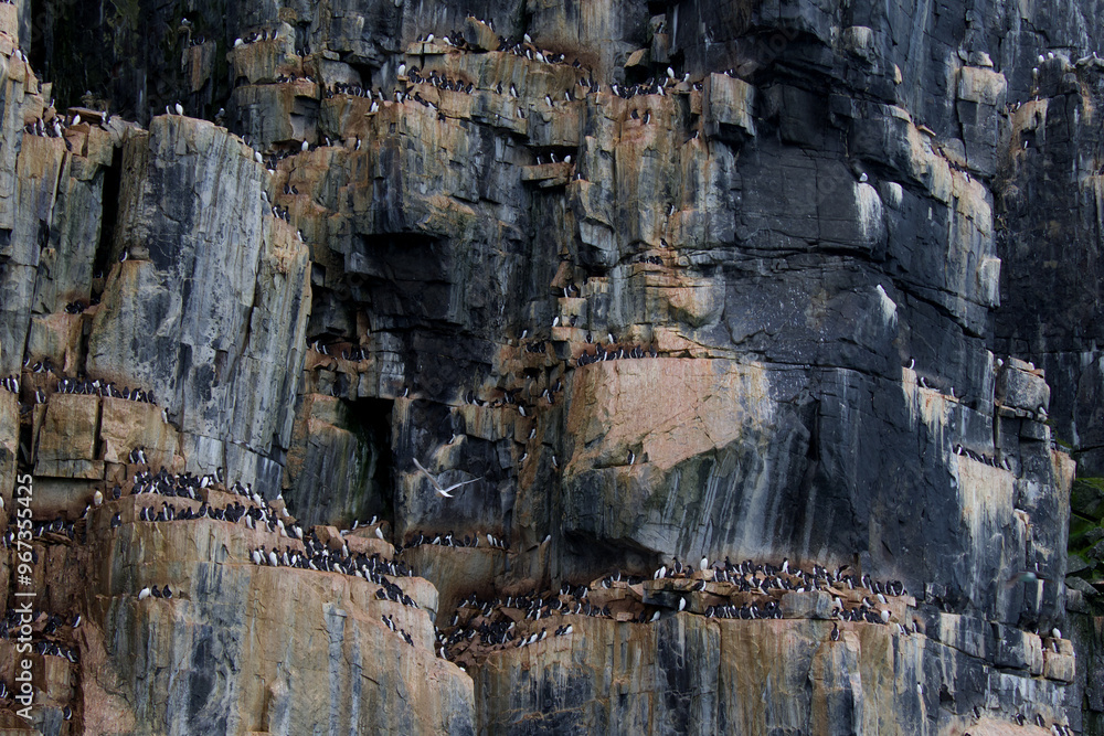 Fototapeta premium Colony of Brunnich Guillemot on the cliffs of Alkefjellet, Svalbard Islands