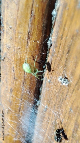 Green spider 