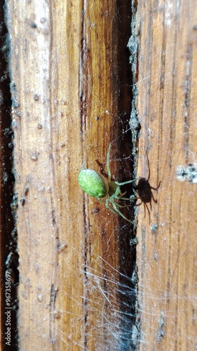 Spider