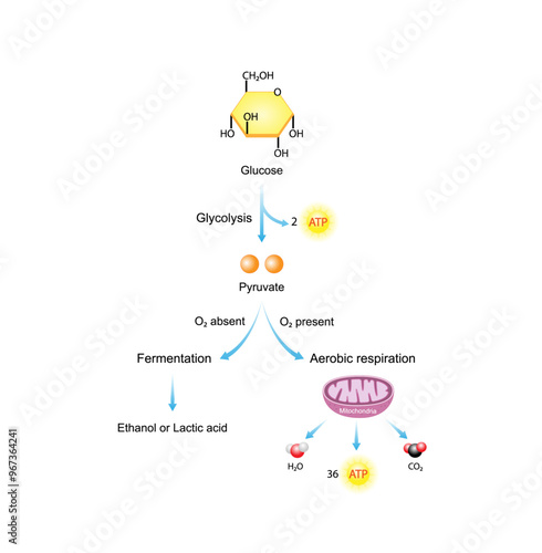 Aerobic and Anaerobic cellular Respiration. Glycolysis. Fermentation. Mitochondria, energy production. Scientific Vector Illustration.	