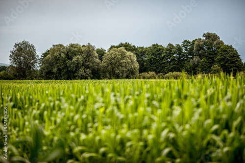 Lush green corn field with trees