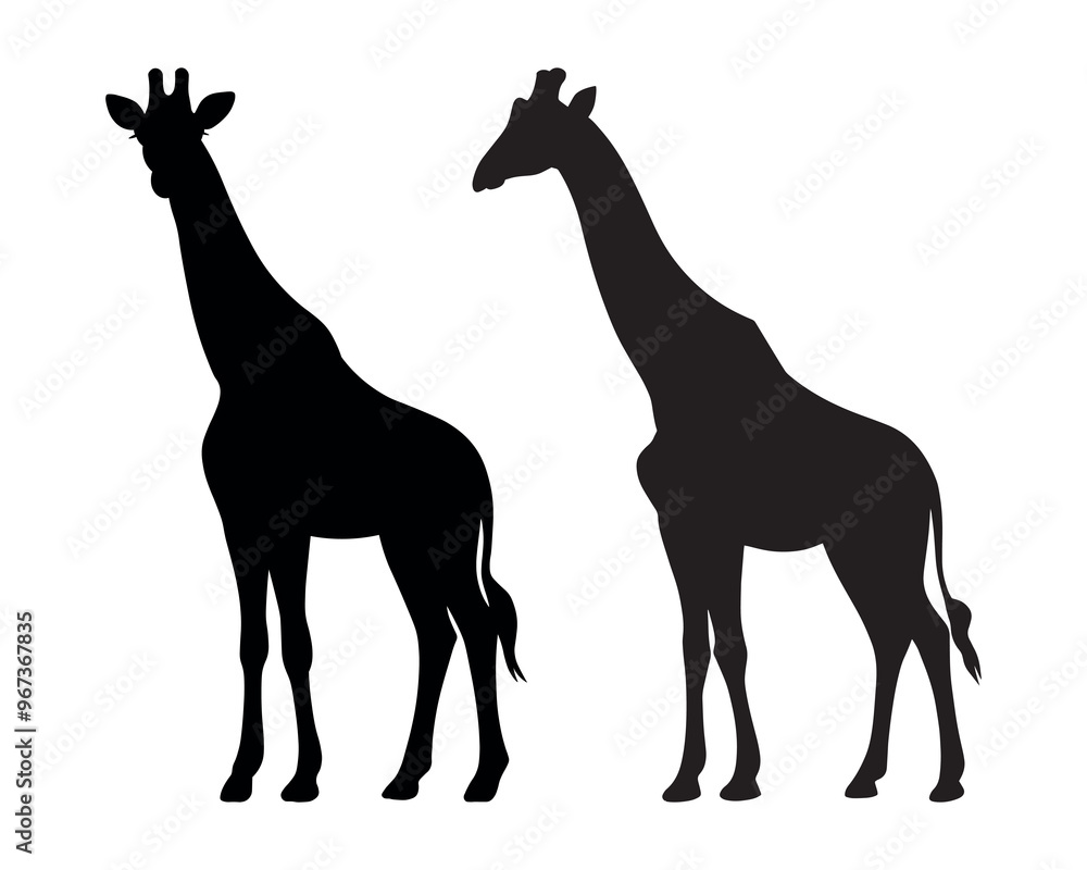 Obraz premium Standing giraffe vector silhouettes isolated on a white background