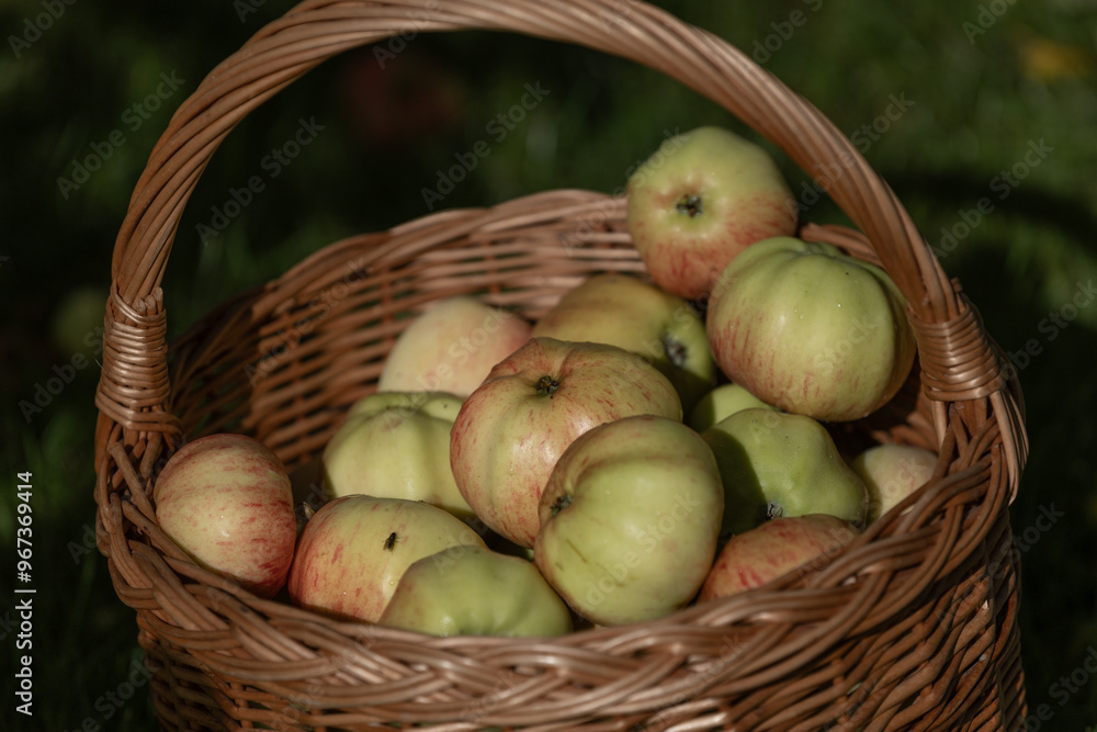 Garden apples Garden apples