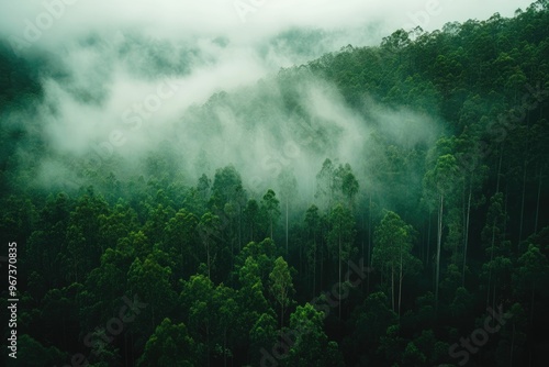 Misty forest landscape with dense greenery and fog.