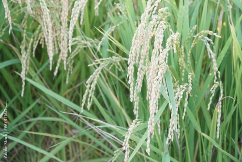 Rice Fields in Higashihiroshima City, Hiroshima Prefecture, Japan. Japanese Rice is ripening all over the fields in Hiroshima Prefecture, Japan.
