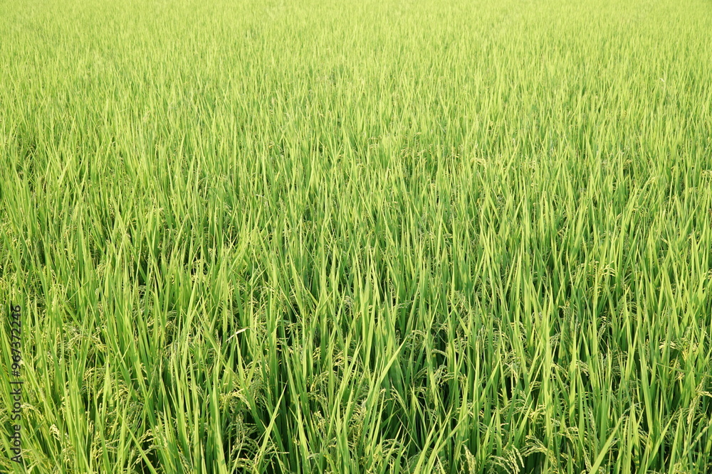 Rice Fields in Higashihiroshima City, Hiroshima Prefecture, Japan. Japanese Rice is ripening all over the fields in Hiroshima Prefecture, Japan. Rice Fields in Higashihiroshima City, Hiroshima Prefecture, Japan. Japanese Rice is ripening all over the fields in Hiroshima Prefecture, Japan.