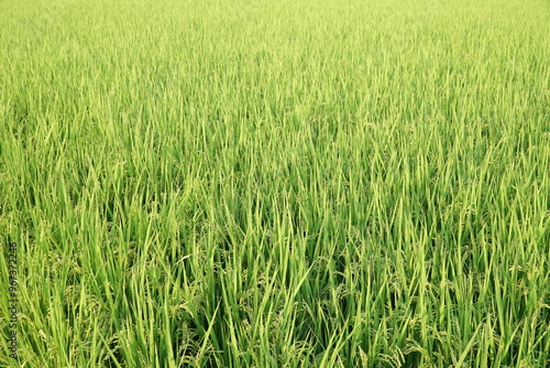Rice Fields in Higashihiroshima City, Hiroshima Prefecture, Japan. Japanese Rice is ripening all over the fields in Hiroshima Prefecture, Japan.