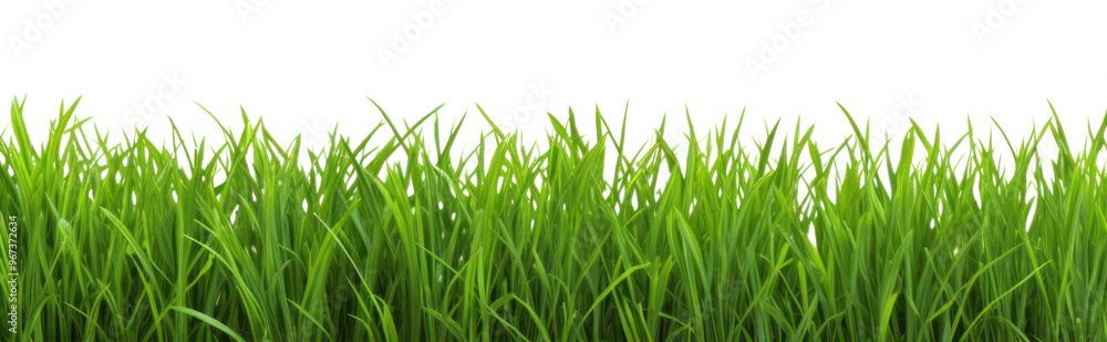 PNG Green grass field vegetation plant lawn. PNG Green grass field vegetation plant lawn.