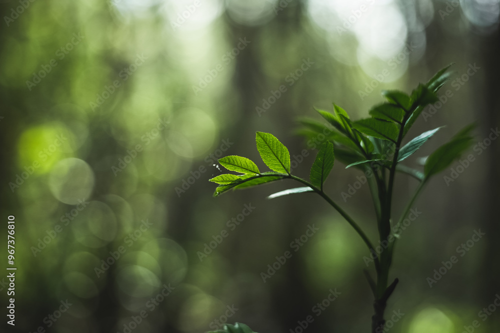green leaves on a branch green leaves on a branch