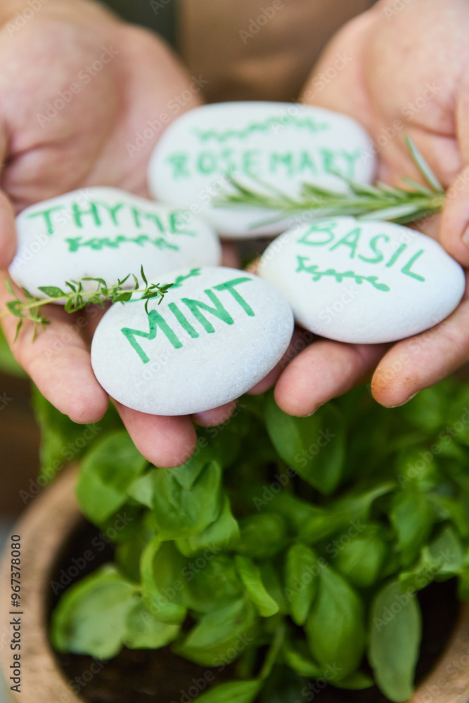Hands holding herb markers with names of thyme, mint, rosemary, and basil in a garden setting Hands holding herb markers with names of thyme, mint, rosemary, and basil in a garden setting