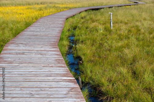 Wooden path in the swamp, autumn landscape. Sestroretsk swamp ecotrope, Russia photo