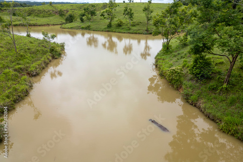 Bild auf Leinwand Escaped from the hacienda napoles Hippos live free in the rivers and lakes of Co