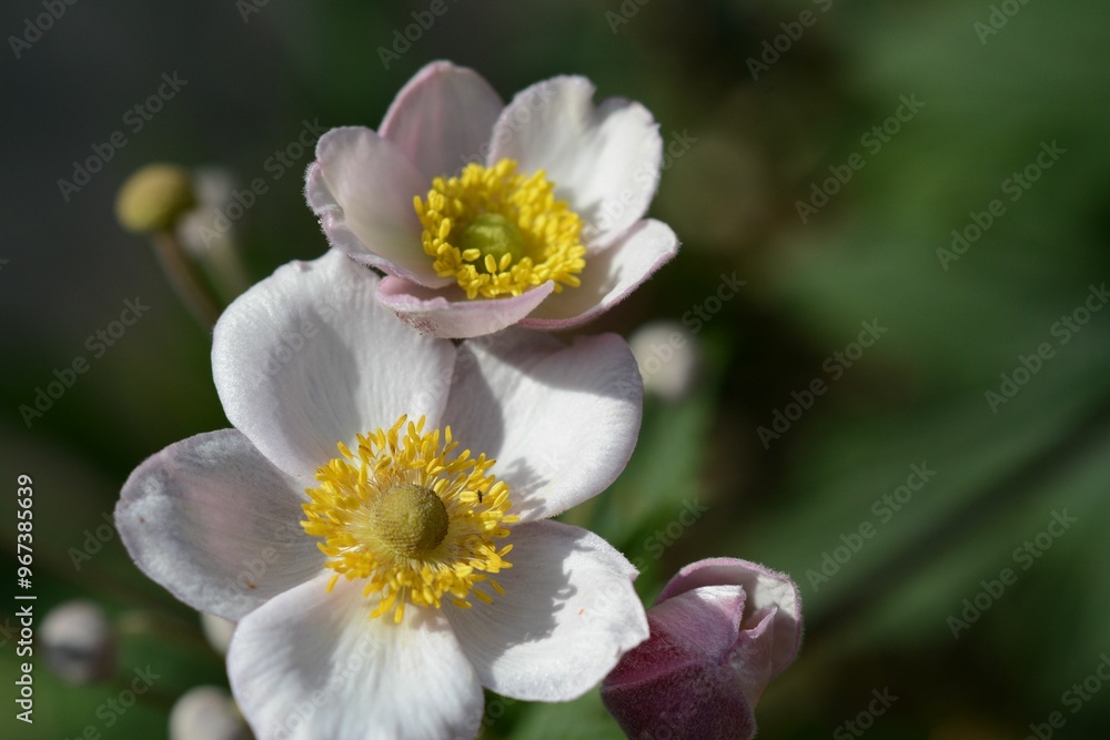 Eriocapitella hupehensis (anemone) flower - a beautiful flowering ornamental shrub Eriocapitella hupehensis (anemone) flower - a beautiful flowering ornamental shrub