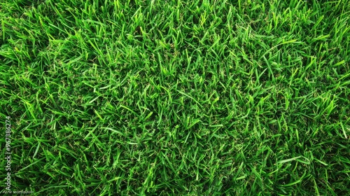 Close-up view of lush green grass.