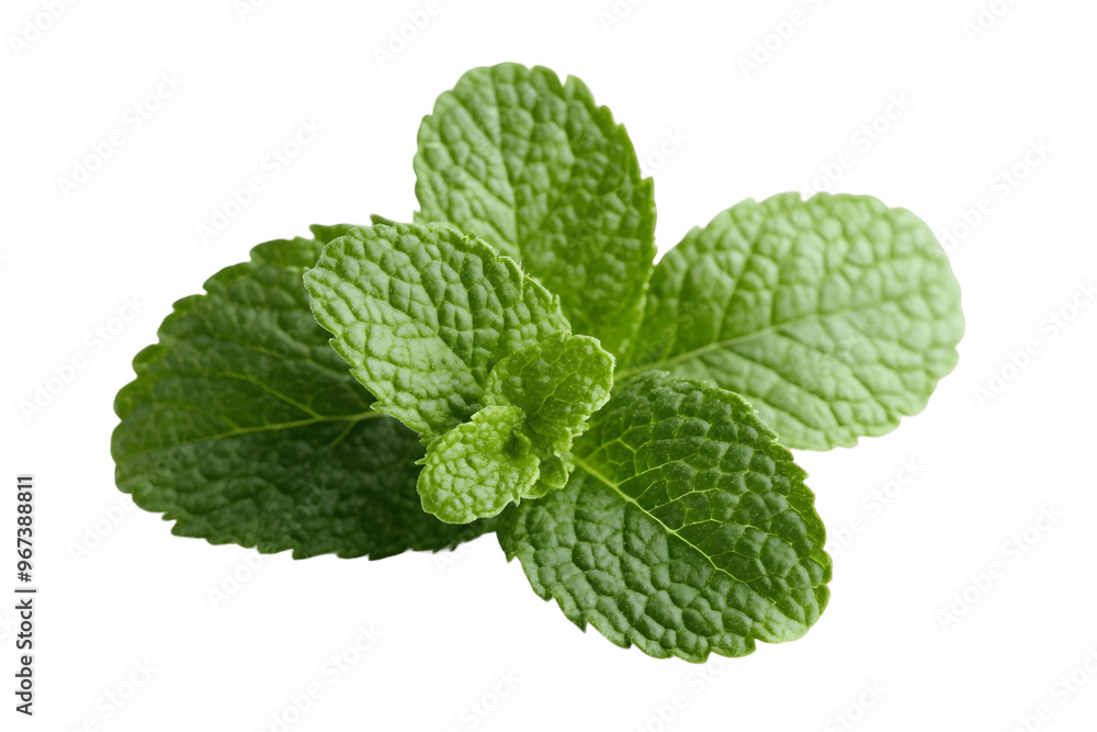 fresh mint isolated on transparent background fresh mint isolated on transparent background