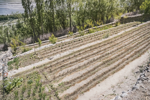 Plantations with plants in the Pamir Mountains in Tajikistan, vegetable gardens of local Pamiri people on the slopes of the Tien Shan Mountains photo