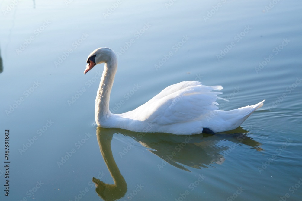 Beautiful white swan in the lake Beautiful white swan in the lake
