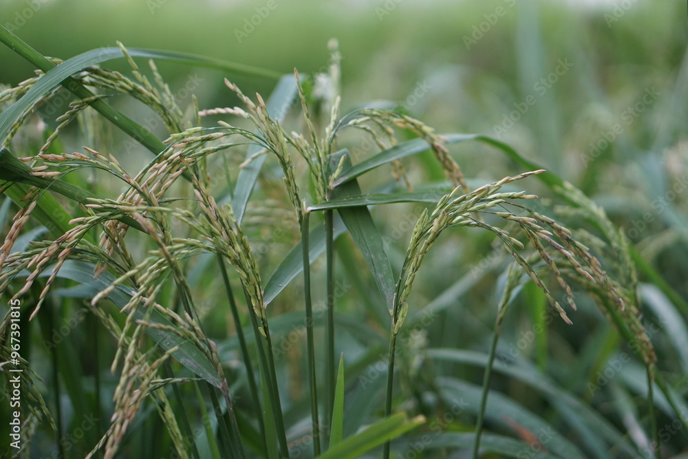 Obraz premium green rice field