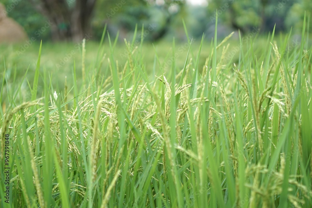 Obraz premium Green rice field