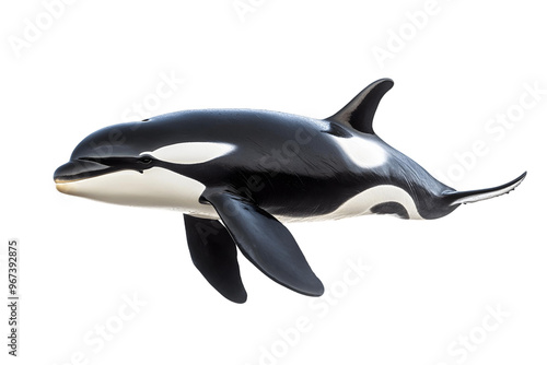 dolphin isolated on transparent background