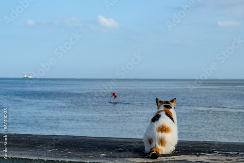 A cat watching the sea.