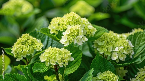 Close up of a bush of young Bigleaf Hydrangea in the garden photo