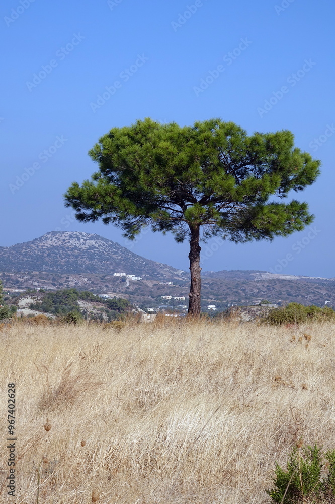 Obraz premium Pinie auf Rhodos