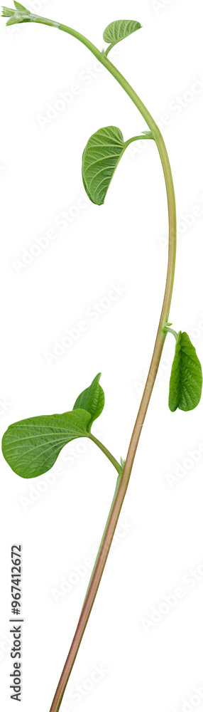 vine plant nature for decoration design. vine plant nature for decoration design.