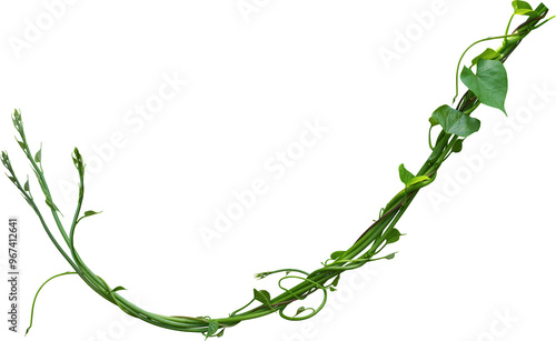 Fototapeta Naklejka Na Ścianę i Meble -  vine plant nature for decoration design.