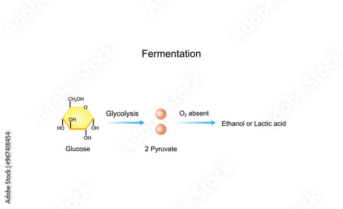 Fermentation. Anaerobic cellular Respiration. Glycolysis. Mitochondria, energy production. Scientific Vector Illustration.