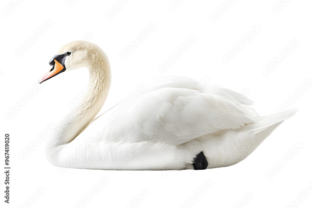 Fototapeta premium mute swan cygnus olor on transparent background