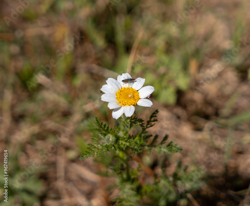 daisy in the garden with bugs on the petals photo